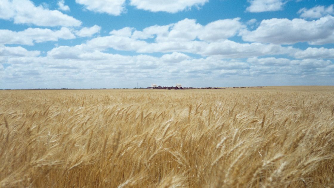 Grain production reaches near average levels despite challenging season