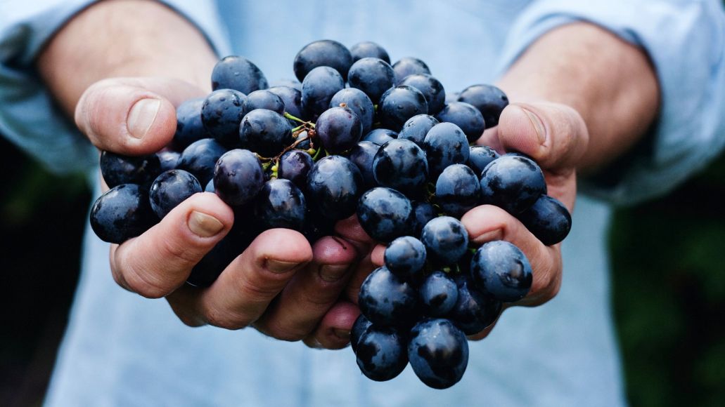 Two hands holding out a bunch of dark wine grapes.