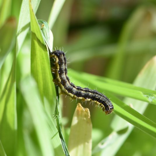 A rearing lesser budworm caterpillar clinging to a plant with its rear legs.