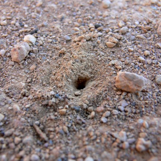 A hole in a dirt road.