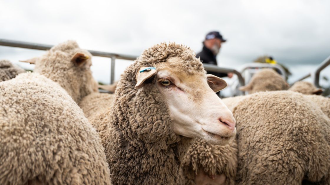 Livestock producers save millions in first year of mandatory eID roll-out