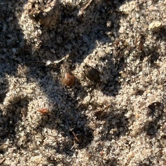 Rutherglen bug nymphs