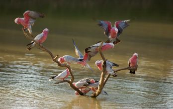 Help protect SA from H5 bird flu