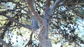 Canine crackdown on giant pine scale