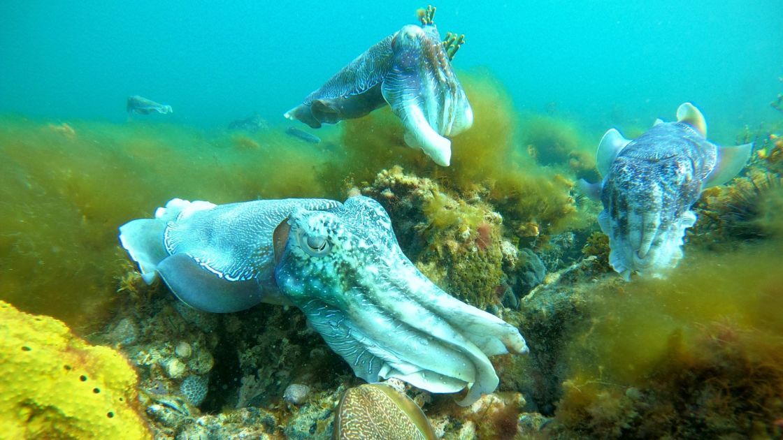 3 cuttlefish above the seabed.
