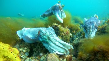 More protection for Giant Australian Cuttlefish