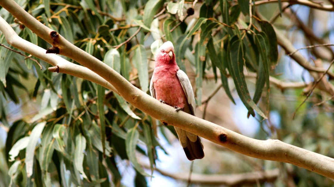 SA birding community