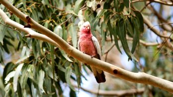 SA birding community answers call to form nation-leading bird flu response collaboration