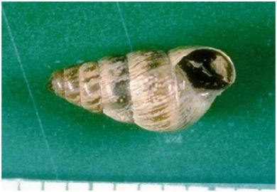 The small pointed snail, <i>Preitocella barbara</i>