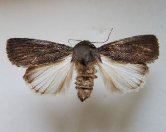 Adult moth
