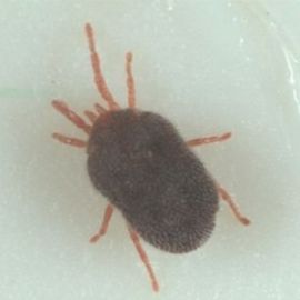 Balaustium mite