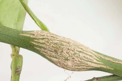Woody galls on citrus twigs caused by citrus gall wasps – photo: Pia Scanlon, WA Department of Primary Industries