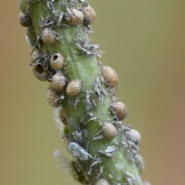 Aphid mummies (photo: K. Perry) 