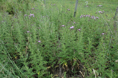 Perennial Thistle: Agriculture WA