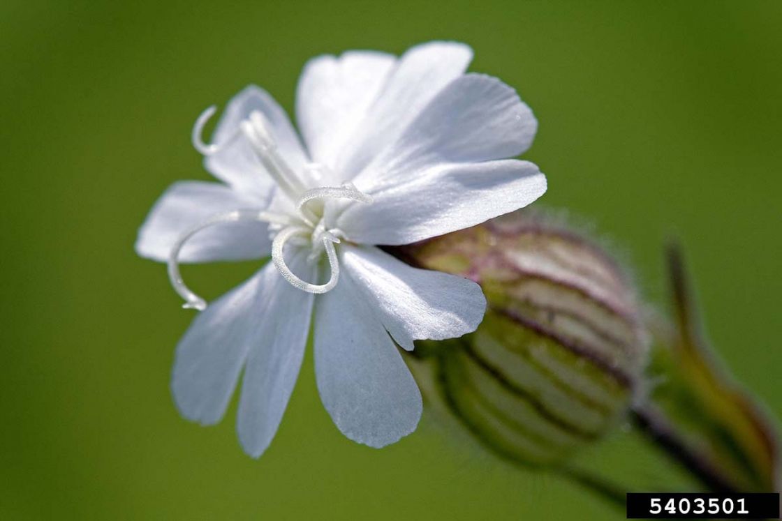 bladder_campion_2_-_David_Cappaert.jpg