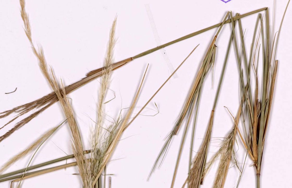 cane_needlegrass_2_-_Nassella-hyalina-dig12788.jpg