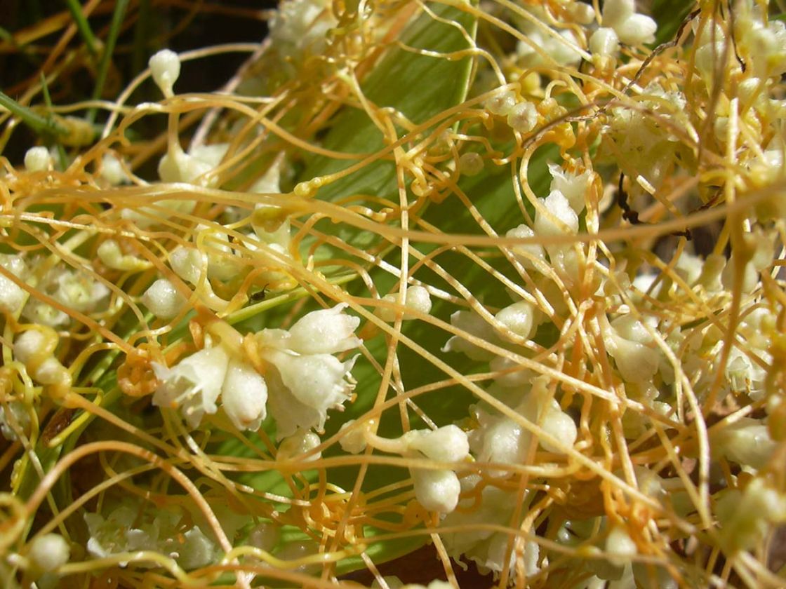 dodder_3_-_starr-031005-0053.jpg