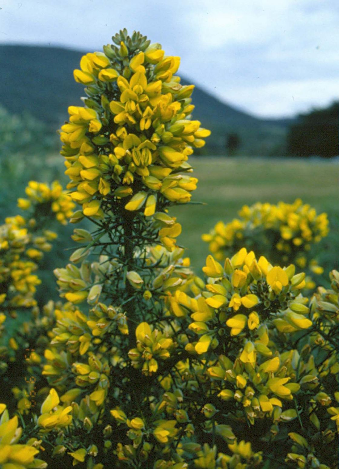gorse_2_-_webjpg_gorse_DWLBC.jpg