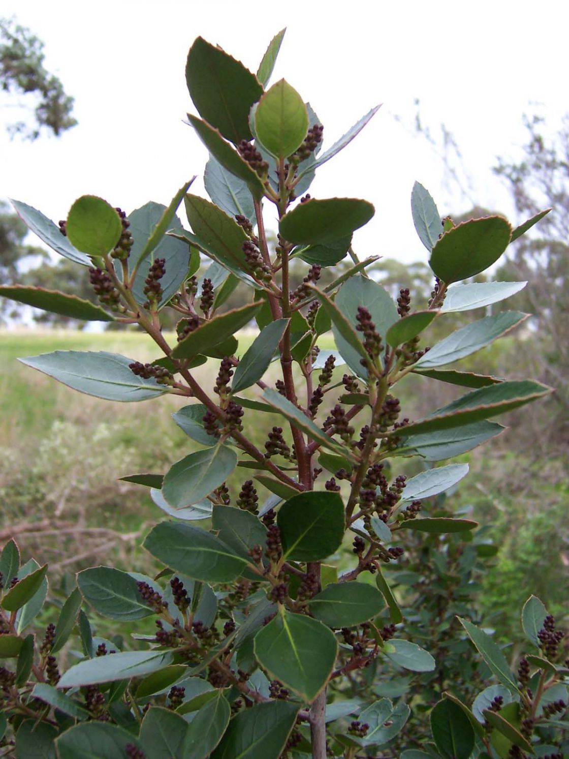 Italian_buckthorn_2_-_Italian_buckthorn-_flowering.jpg