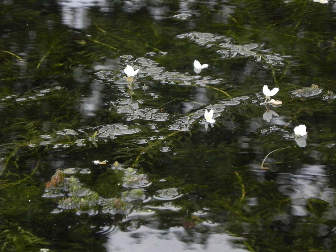 leafy_elodea_2_-_Egeria_densa_3710_DSCN3830.jpg