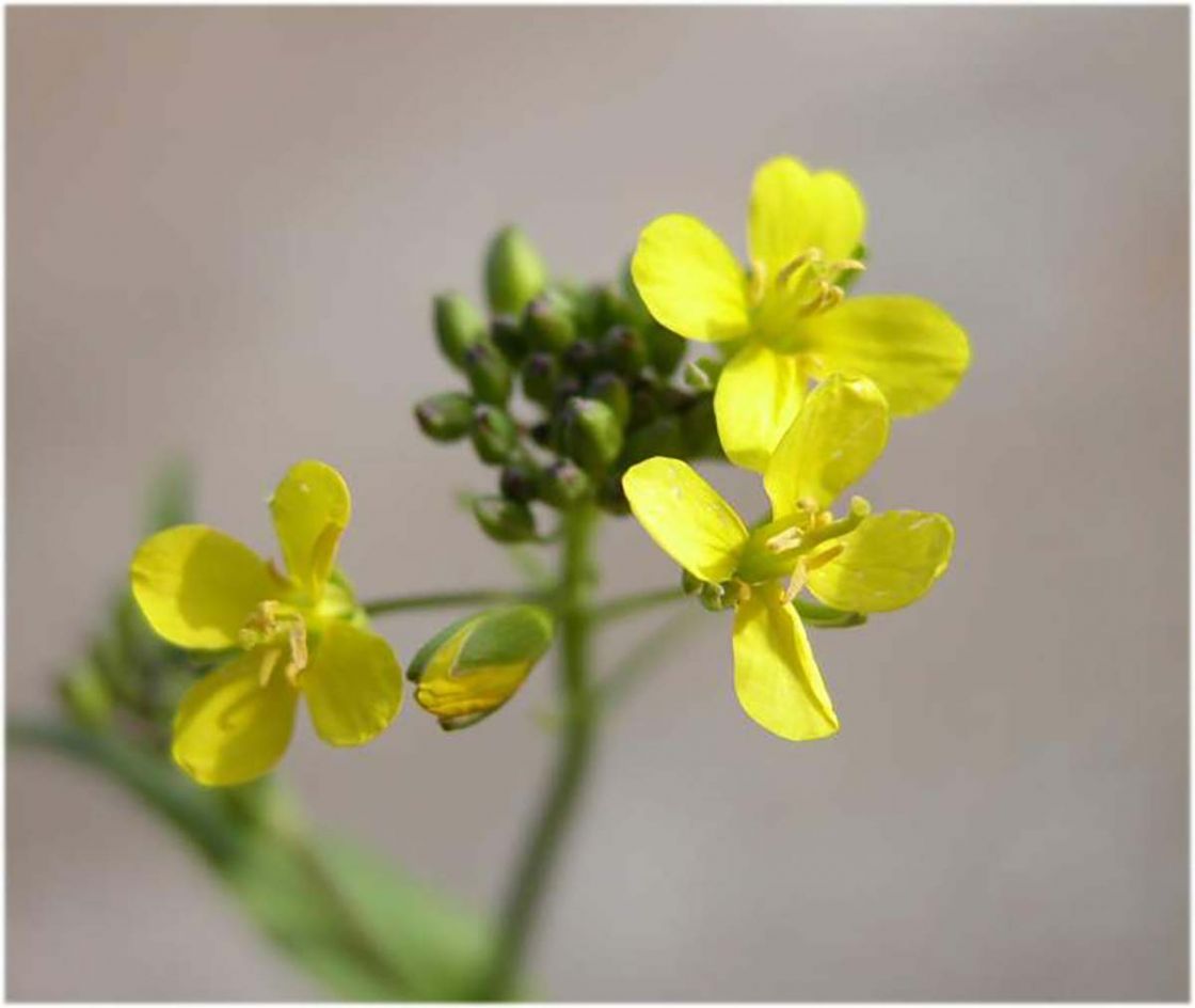 muskweed_1_-_muskweed_myagrum-perfoliatum1698.jpg