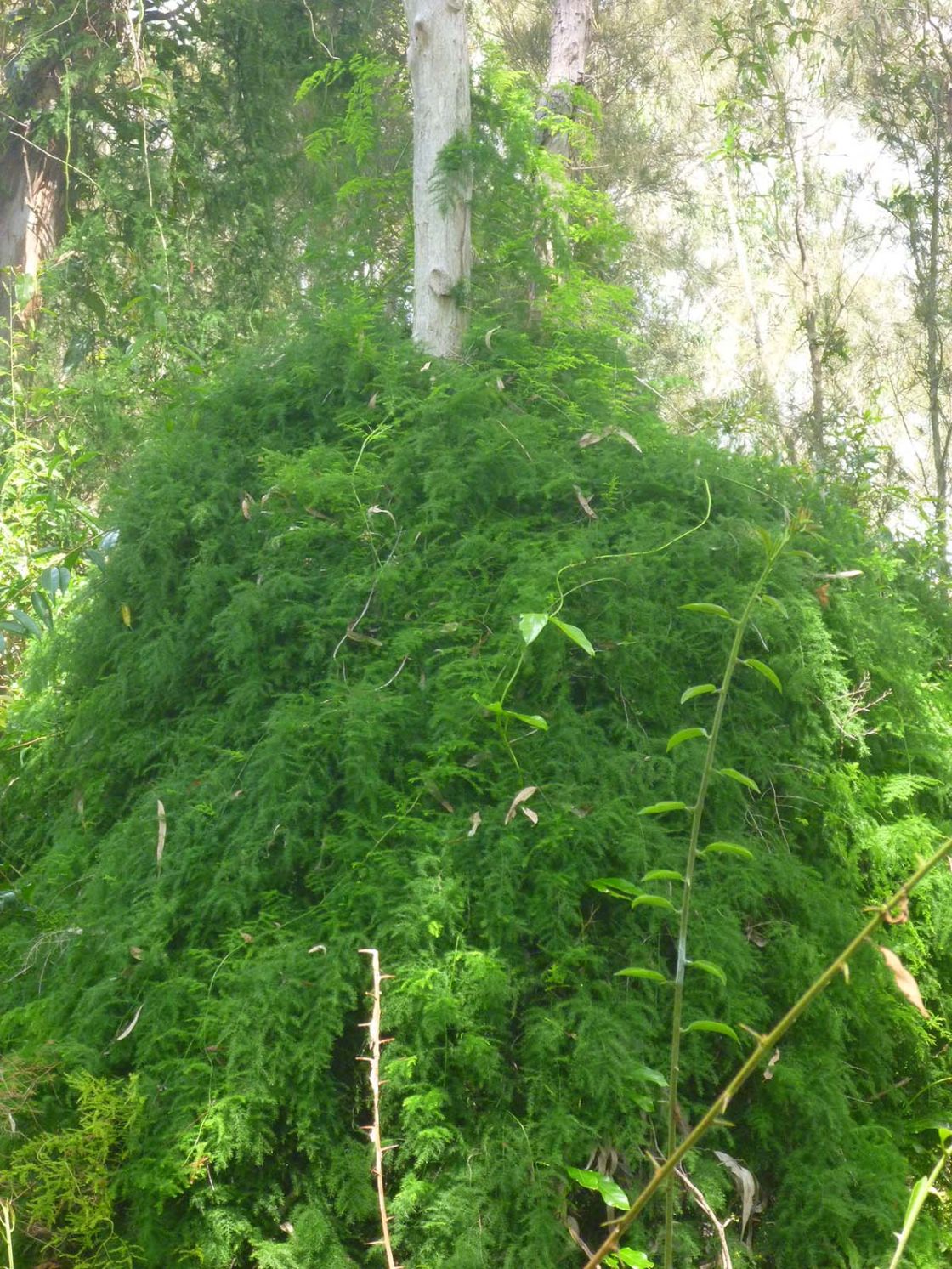 ornamental_asparagus_1_-_BS_1_32_africanus_habit.jpg