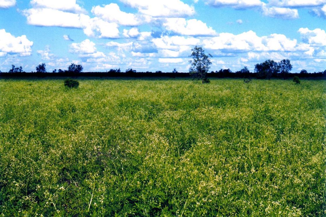 parthenium_1_-_parthenium_infestation_Peter_Austin.jpg