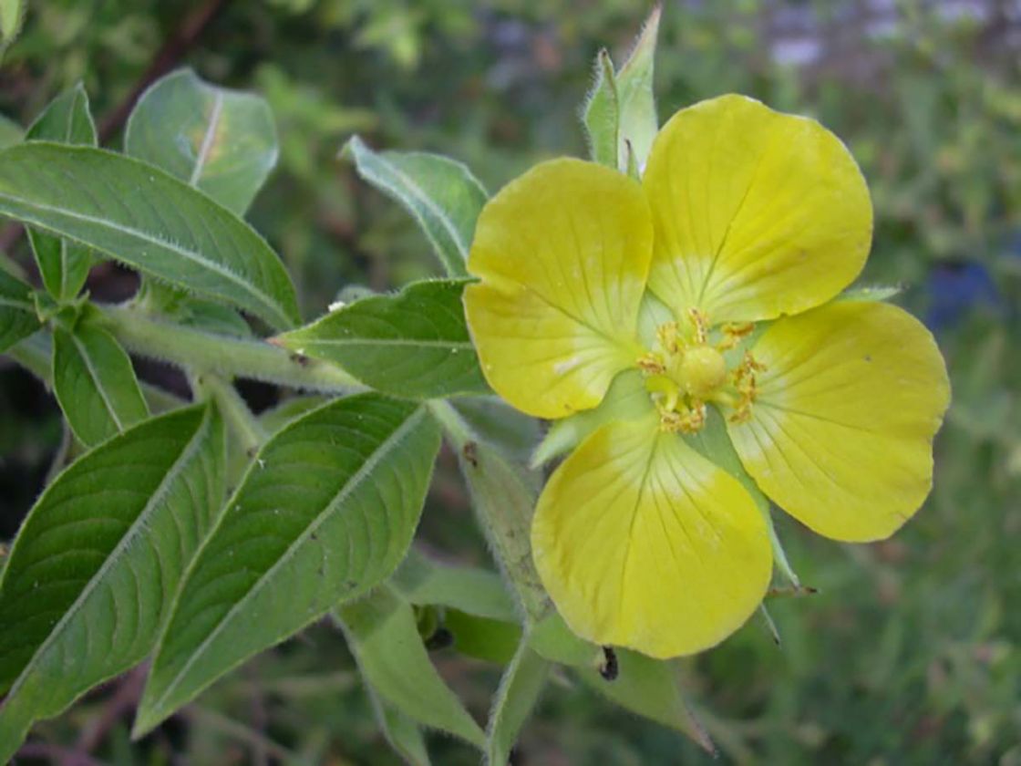 primrose_willow_2_-_starr-031108-0152.jpg