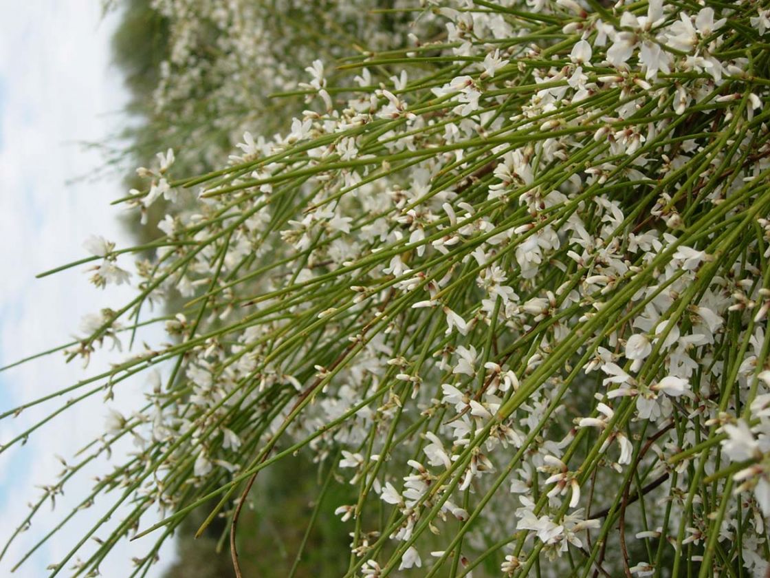 white_weeping_broom_1_-_white_weeping_broom_flowers.jpg