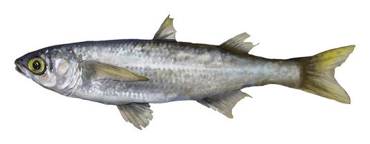 Mullet