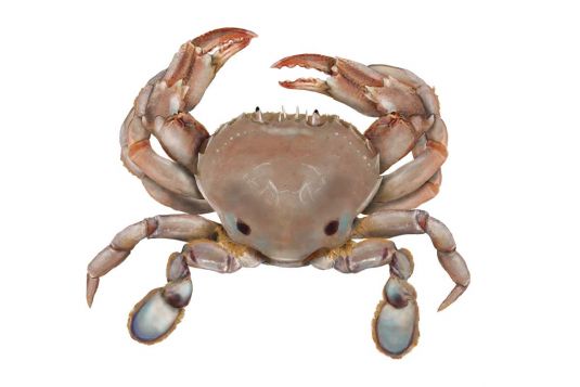 Sand Crab