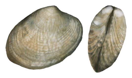 Vongole – Mud Cockle