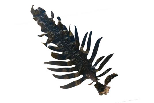 Wakame (Japanese seaweed)