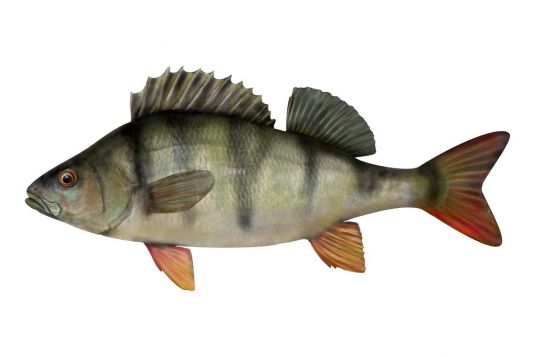 Redfin Perch