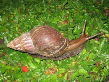 Giant African snail – photo: Alexander R. Jenner, CC BY-SA 3.0 via Wikimedia Commons