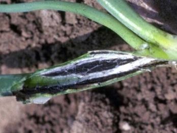 Onion seedling showing symptoms of onion smut – photo: Howard F. Schwartz, Colorado State University, Bugwood.org