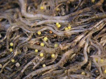 Roots infested with potato cyst nematodes – photo:  Xiaohong Wang