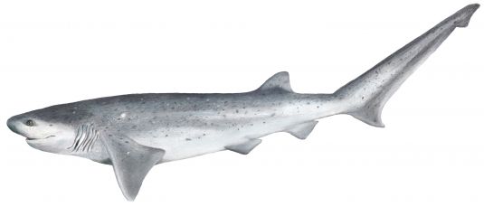 Broadnose Sevengill Shark