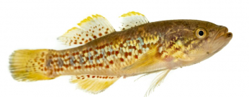 Southern Purple-spotted Gudgeon