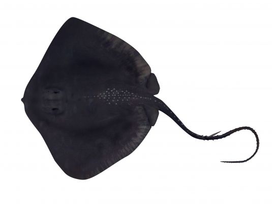 Black Stingray