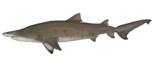 Greynurse Shark