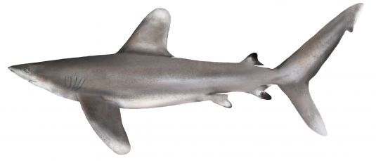 Oceanic Whitetip Shark