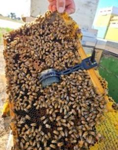 LB AgTech in-hive sensor