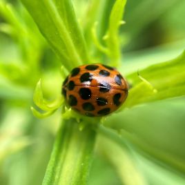Ladybird (photo: R. Hamdorf)