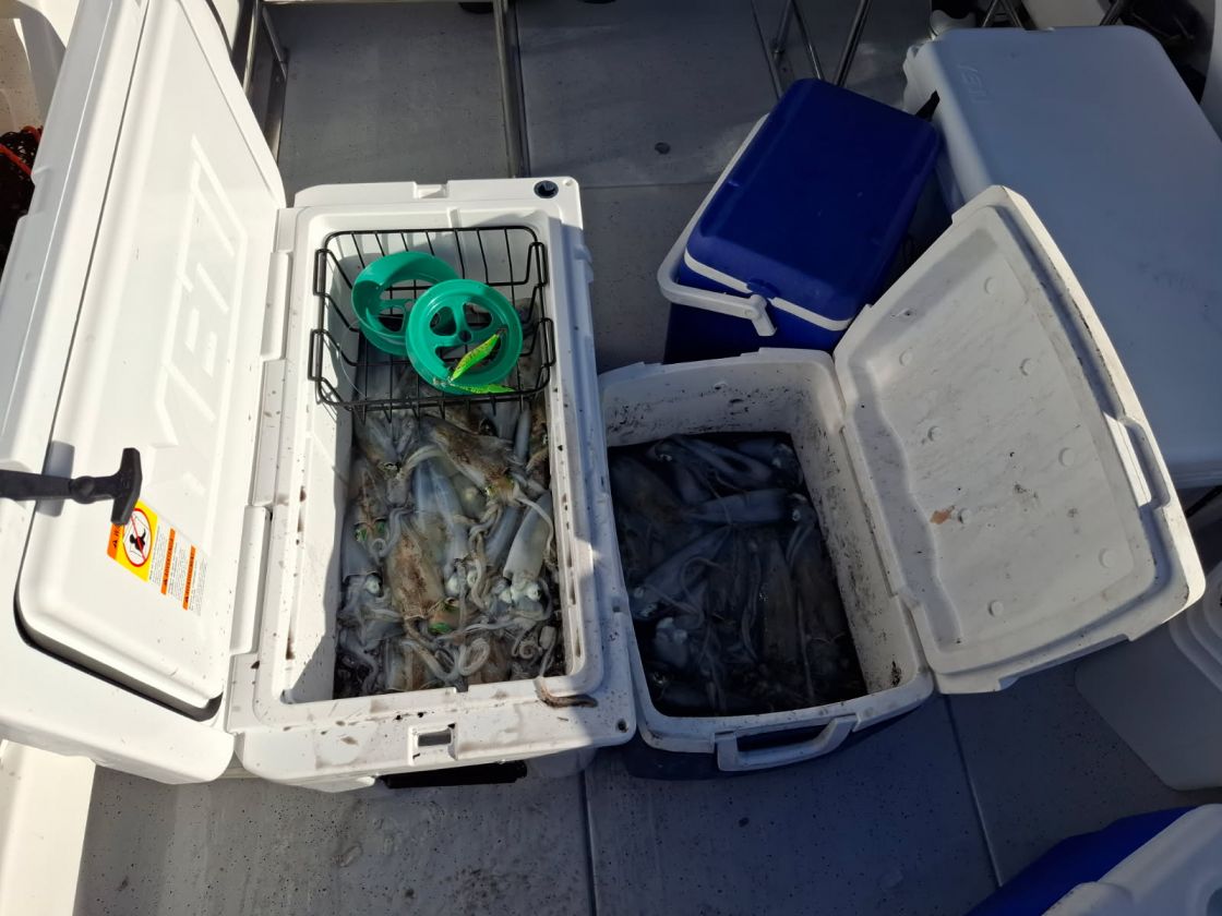 decorative squid catch pirsa 2025 image