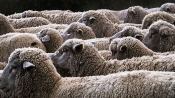 Moving toward net zero methane emissions in livestock