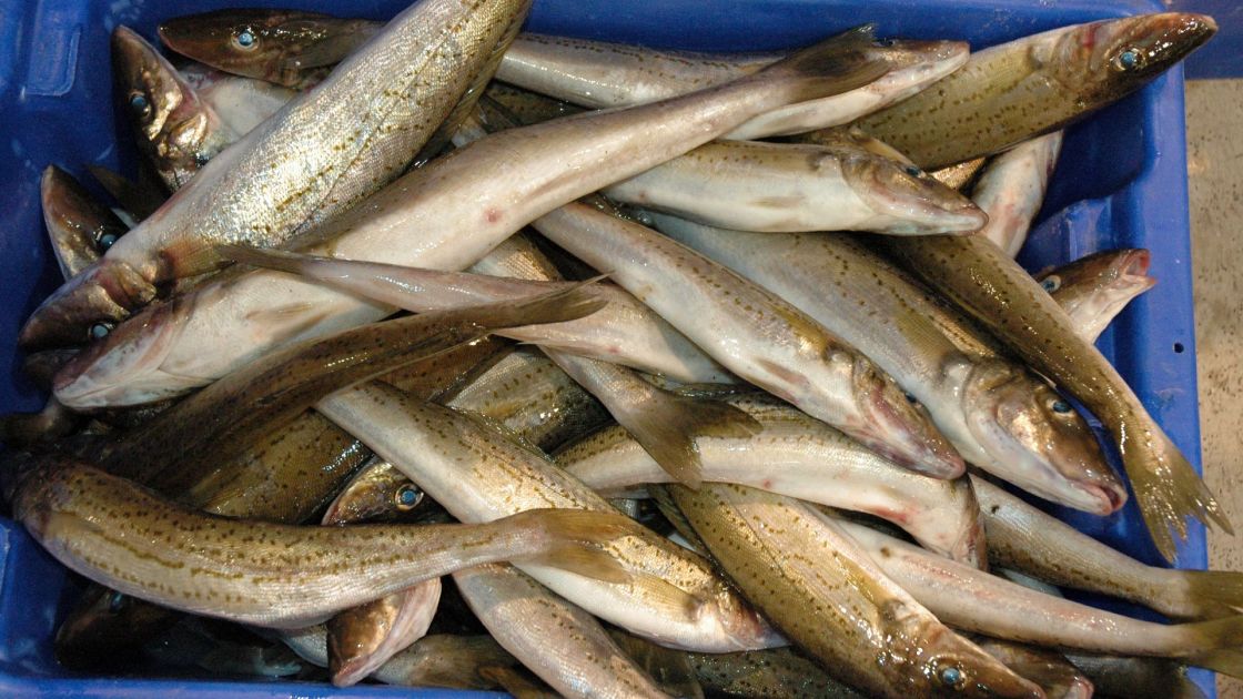 Freshly caught King George Whiting in a blue bucket