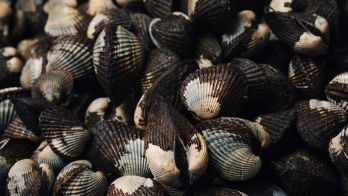 Shellfish Quality Assurance Program