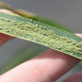 An RWA colony on a leaf