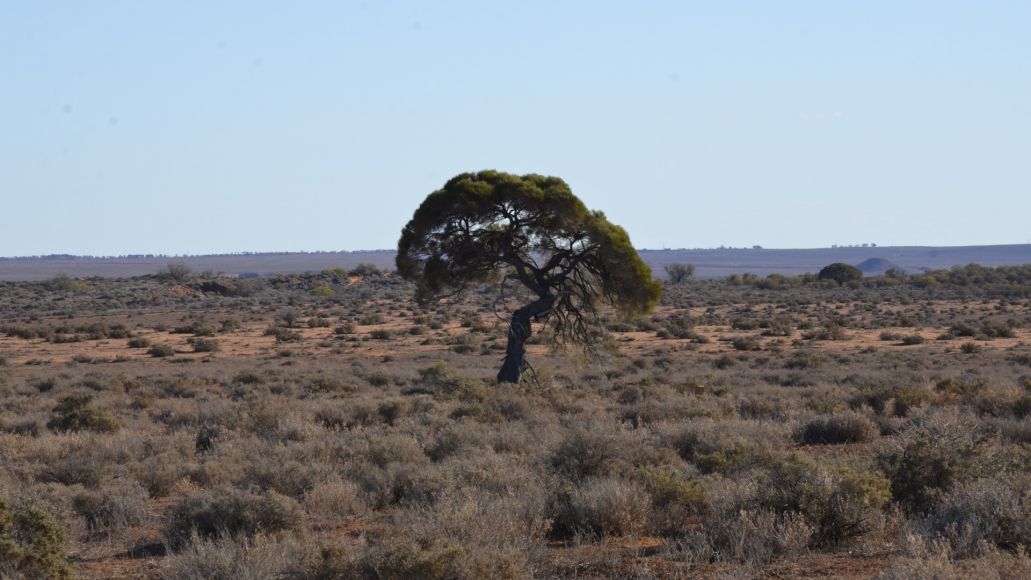 Landscape with a tree